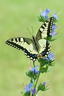 Geoff Trinder: Swallowtail - On vipers bugloss
