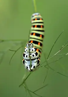 Leave: SwallowtailButterfly caterpillar ( Papilio machaon)