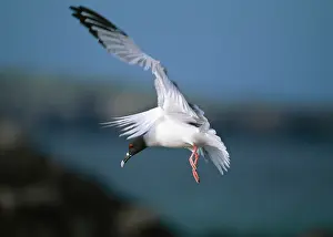 Furcatus: Swallowtailed Gull - coming in to land