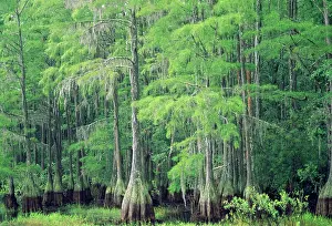 Distichum: Swamp / Bald CYPRESS