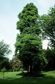 Distichum: Swamp / Bald Cypress