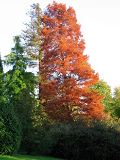 Distichum: Swamp / Bald CYPRESS Tree - Autumn colours