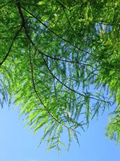 Distichum: Swamp / Bald CYPRESS Tree - Close-up of leaves