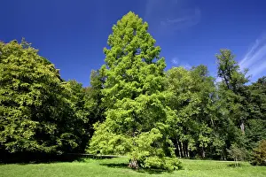 Distichum: Swamp / Bald CYPRESS Tree - standing in park