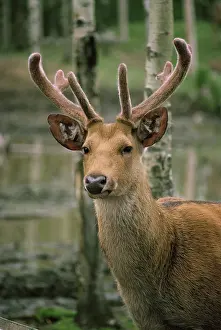 Duvaucelii: Swamp / Barasingha DEER - male / stag with velvet on antlers