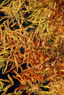 Distichum: Swamp Cypress