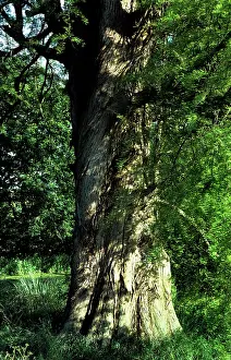 Distichum: SWAMP CYPRESS - BOLE OF TREE