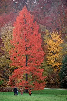 Distichum: Swamp Cypress - foilage in autumn colour