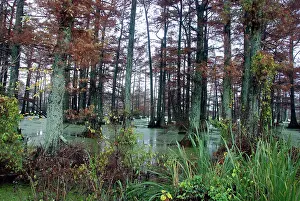 Distichum: Swamp Cypress forest in Autumn