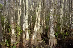 Response: Swamp Cypress forest - showing hypertrophy where