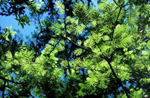 Distichum: Swamp CYPRESS - leaves