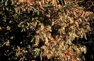 Distichum: Swamp CYPRESS - leaves in Autumn