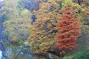 Distichum: Swamp Cypress - with Oak (Quercus robur) Birch