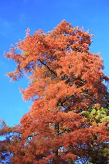 Distichum: Swamp Cypress - showing autumn colour