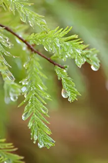 Distichum: Swamp cypress, Taxodium distichum, Green subject