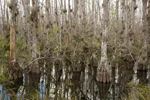 Distichum: Swamp Cypress woodland - in with abundant epiphytes