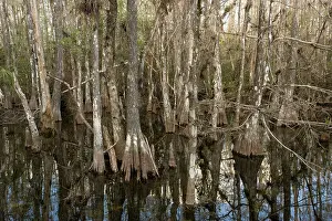 Distichum: Swamp cypress woodland, showing hypertrophy where