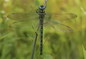 Odonata: Swamp Darner Dragonfly