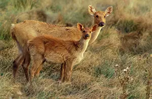 Ingrid Van Den Berg: Swamp DEER / Barasinga - female and young