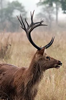 Duvauceli: Swamp deer - portrait