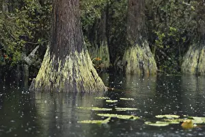 Rotting: Swamp Gas in Okefenokee