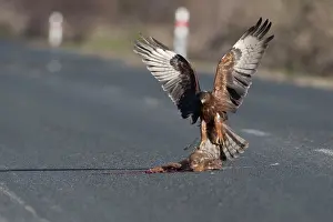 Roadkill: Swamp Harrier - arriving at a road-killed rabbit