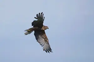 Heavily: Swamp Harrier - in flight - bird is moulting heavily