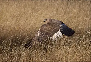 Harriers: Swamp Harrier - Lifting off out of long grass where