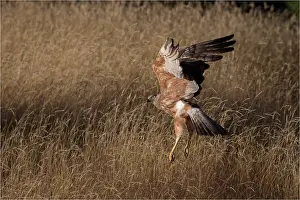 Harriers: Swamp Harrier - Lifting off out of long grass where