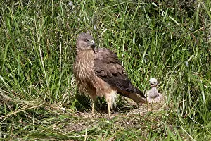Harriers: Swamp / Marsh Harrier