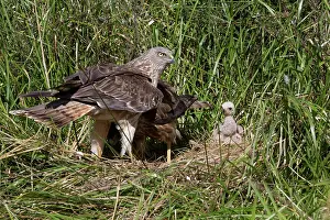 Harriers: Swamp / Marsh Harrier