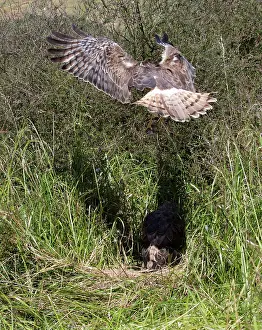 Arriving: Swamp / Marsh Harrier