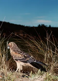 Wilf Taylor: Swamp / Pacific Marsh HARRIER -