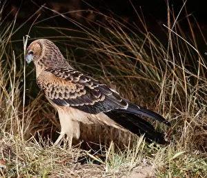 Approximans: Swamp / Pacific Marsh HARRIER - side view