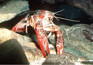 Alien: Swamp / Red Swamp / Louisiana CRAYFISH