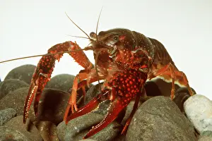 Introduced: Swamp / Red Swamp / Louisiana CRAYFISH - ON STONES
