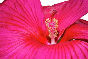 Lee Klopfer: Swamp rose mallow