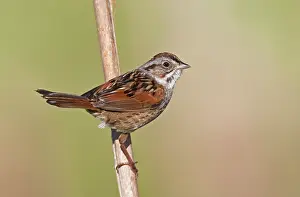 Georgiana: Swamp Sparrow
