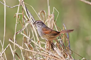 Georgiana: Swamp Sparrow