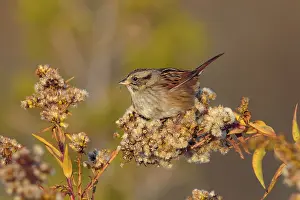 Georgiana: Swamp Sparrow on Goldenrod