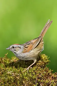 Georgiana: Swamp Sparrow - Maine