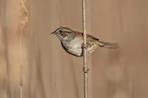 Georgiana: Swamp Sparrow Melospiza georgiana Lives in swamps but