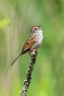 Georgiana: Swamp Sparrow, Melospiza georgiana. Lives in swamps, but it