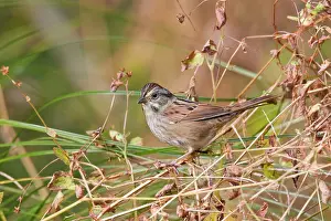 Georgiana: Swamp Sparrow, October