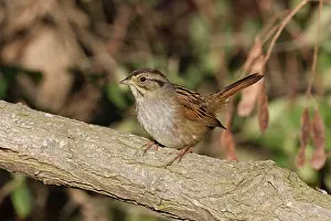 Georgiana: Swamp Sparrow - October