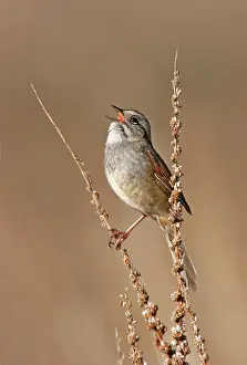 Georgiana: Swamp Sparrow - Spring