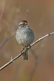 Georgiana: Swamp Sparrow - Spring