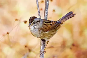 Georgiana: Swamp Sparrow - spring