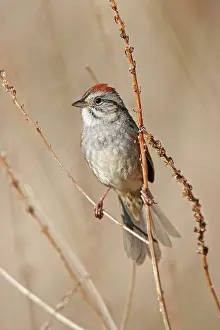 Georgiana: Swamp Sparrow - Spring