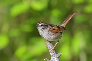 Georgiana: Swamp Sparrow - Spring